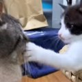 子猫から全力の『顔面パンチ』をもらった先住猫→飼い主のほうを向いて…笑…