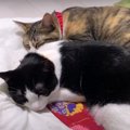 シンクロ♡全く同じポーズで寝る猫ちゃん達