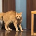 「なんか憑依してる？ｗ」毎日23時を過ぎると、『甘えん坊な猫』が…嘘みた…