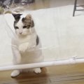 楽しみ方色々♪ラップウォールチャレンジをする猫ちゃんたち