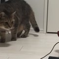 マッサージ器が大嫌いな猫→『高速パンチ』を打ち出したと思ったら…『予想…