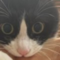 真剣な表情で『腕にしがみつく猫』を撮ったら…まるで演奏中のような『可愛…