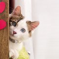 『猫の世界でモテモテな猫』愛される秘訣4選　ニオイや経験値が関係し…