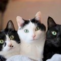 “普段はくっつかない”３匹の白黒猫が…あまりにも尊い『まるでケルベロ…