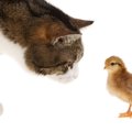 飼い猫が次のパンデミックを誘発する？「H5N1型」ウイルスの脅威高まる　…