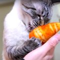 クロワッサンを食べていたら…猫ちゃんに奪われた？！