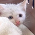 雨の降る夜に、ゴミ捨て場で鳴いていた『白色の子猫』…保護されてから…