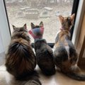 新たな猫を迎えたい！先住猫との『相性』で考慮すべきポイント３つ