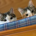 猫に監視されている5つの場所