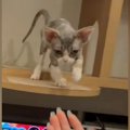 高いところで鳴いていた子猫→『下りたいのかな』と近づいてみたら…予想外…