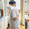 猫ド素人の一家が『白猫』を家族に迎えた結果…まさかの『下僕化完了』に爆…