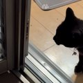 外を気にする元野良猫のためにベランダをDIYした結果…猫が見せた反応…
