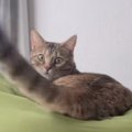 自分から近づいてきたのに…猫のしっぽに髪の毛が当たると→まさかの『…