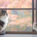 綺麗な紅葉をバックにくつろぐ猫ちゃんたちが可愛い♡