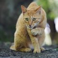 野良猫と仲良くなれる人の特徴５つ