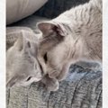 先輩猫が子猫にスリスリしようと顔を近づけたら…次の瞬間→『まさかの…