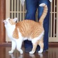 劇的リフォーム！？脱走する猫さんのために防止扉を設置してみた！