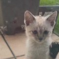 突然『家のなかを覗き込んできた子猫』→ドアを開けて外に出てみたら……