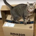 快適な住まいを求めて、猫ちゃんのマイホーム探し！？