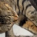 一緒にくつろぐ2匹の猫→同時にふみふみし始めて…『幸せいっぱいの光景…