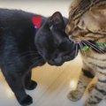 大好きな猫さんが冷たい…黒猫さんがとった行動とは？