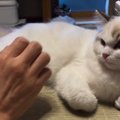 愛猫のことを撫でようと『手を伸ばした』次の瞬間…まるでコントのよう…