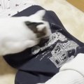 うつ伏せの娘を飛び越えて遊ぶ猫→遠慮がなくなっていって…『まさかの…