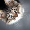 猫に『挨拶』をする方法はある？試してみたい５つの仕草