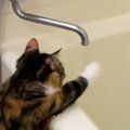 お風呂を沸かしていると、猫がやって来て…蛇口の前でとった『可愛すぎる仕…