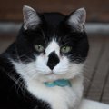 勇敢な「番猫」に賞賛の声　小さな「タキシード猫」が、侵入してきた…