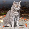 野良猫を見つけたら絶対やってはいけない4つの行為　寄ってきた時の対処法…