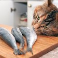 猫に決して与えてはいけない『危険な生（なま）もの』4選　その理由や…