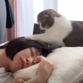ぐっすりと眠るママと絶対に起こしたい猫…朝の『バトルの様子』が笑えると…