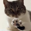 『変な寝方をしている猫』を撮っていたら…想定外の『可愛すぎる展開』が31…