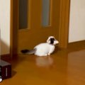 扉に向かって鳴いていた子猫→『飼い主さんを見つけた』次の瞬間…かわ…