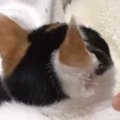 生後3か月の小さな子猫→お迎えから8年が経った結果…尊すぎる『成長ビフォ…