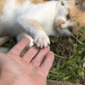 猫が飼い主にわざとする8つの行動と心理