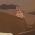 飼い主さんが子猫のご飯を作りはじめると、一瞬でバレて……『可愛すぎ…