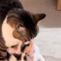 オス猫が『元気に遊んでいた子猫』を運び始めて…まさかの『尊すぎる光…
