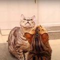 本物はどれ？たくさんの偽物に惑わされる猫ちゃんたち