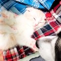 赤ちゃん猫を見守る２匹の犬→いつでもそばにいて…あまりにも尊い『まるで…