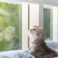 猫を迎える前に知りたい『運命の猫』と出会う方法4選　自分と猫の相性を判…