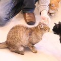 岡山の猫カフェ最新のおすすめ6選！子連れで行けるお店も