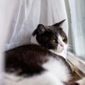 猫が『やめてくれ！』と伝えているときのサイン4つ　飼い主が取るべき対応…