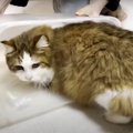 ちょっと変わった猫ホイホイ！箱への執着が半端ない猫ちゃん…