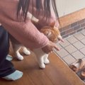 父が出張で帰らない日『猫を隠し撮り』してみたら…家族思いな姿が感動…