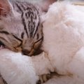 眠たくなるとおしゃぶりをしちゃう子猫ちゃんがたまらない♡