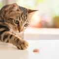 猫が去勢後に変わる６つの事と注意点