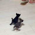 人のあとを追いかける『赤ちゃん猫たち』→4匹が勢いよく走り出す中、1匹だ…