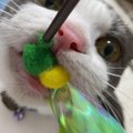 猫を飼うときに必要な最低限のおもちゃ５つ！これがあれば猫も快適！